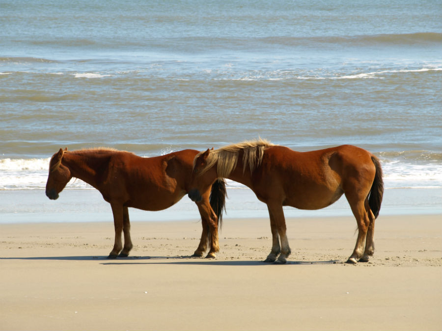 OBX1